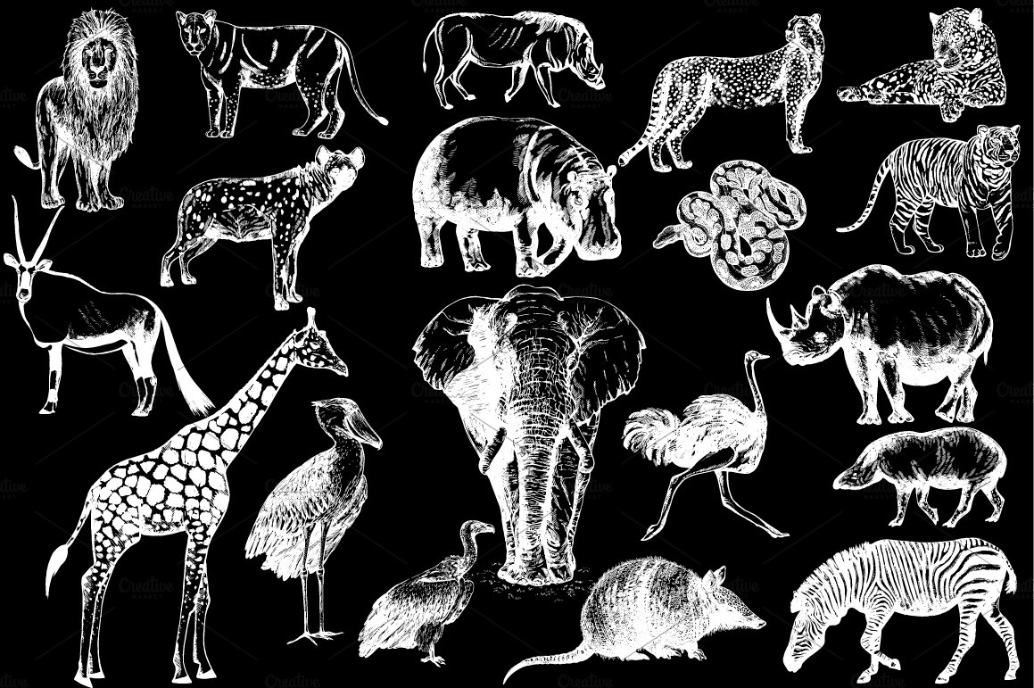 White illustrations of wild animals on a black background.