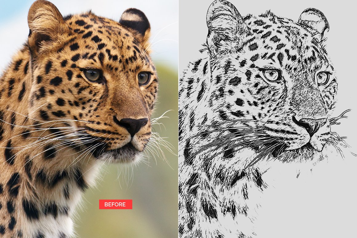 Irresistible pencil drawing of a leopard.