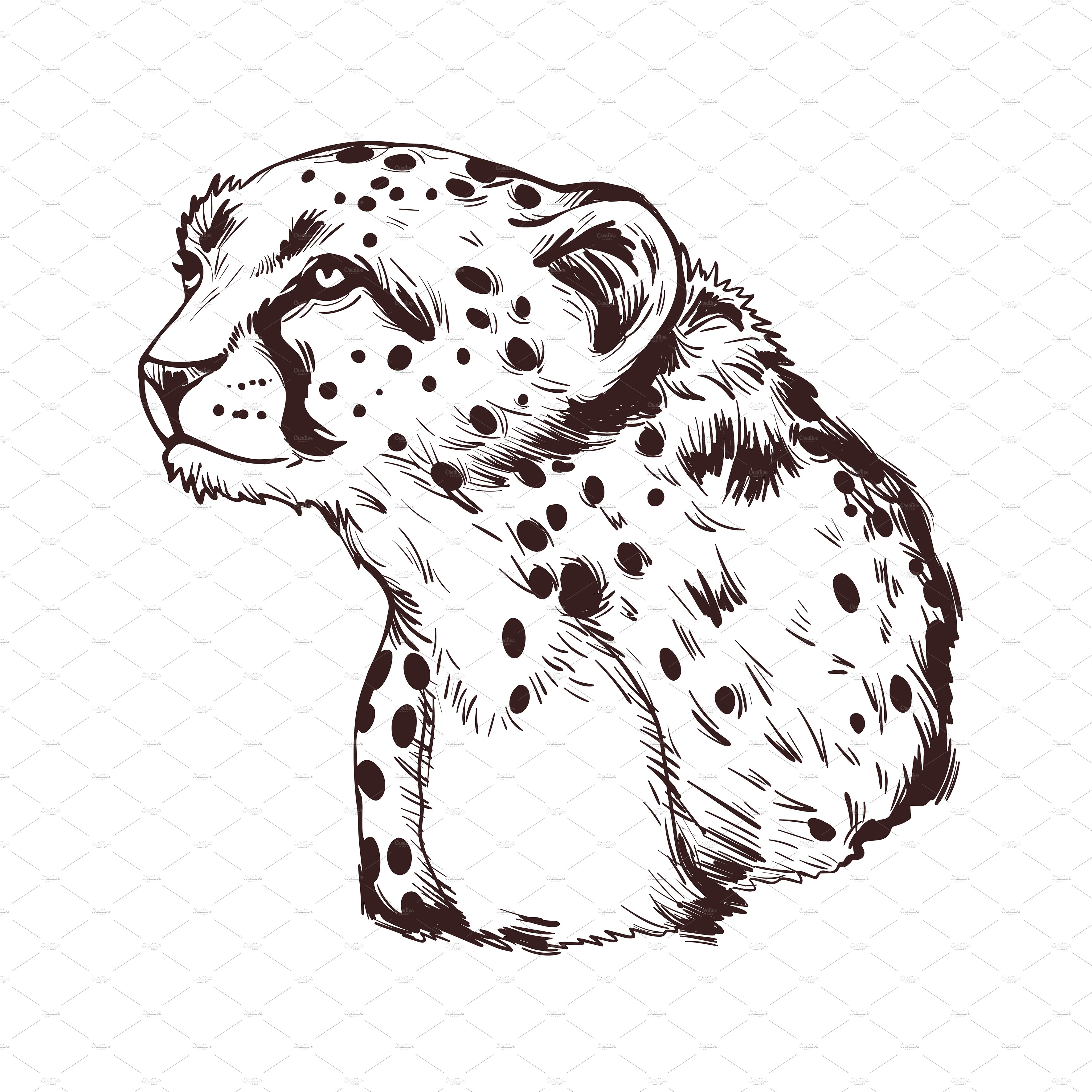 Sketch cheetah.
