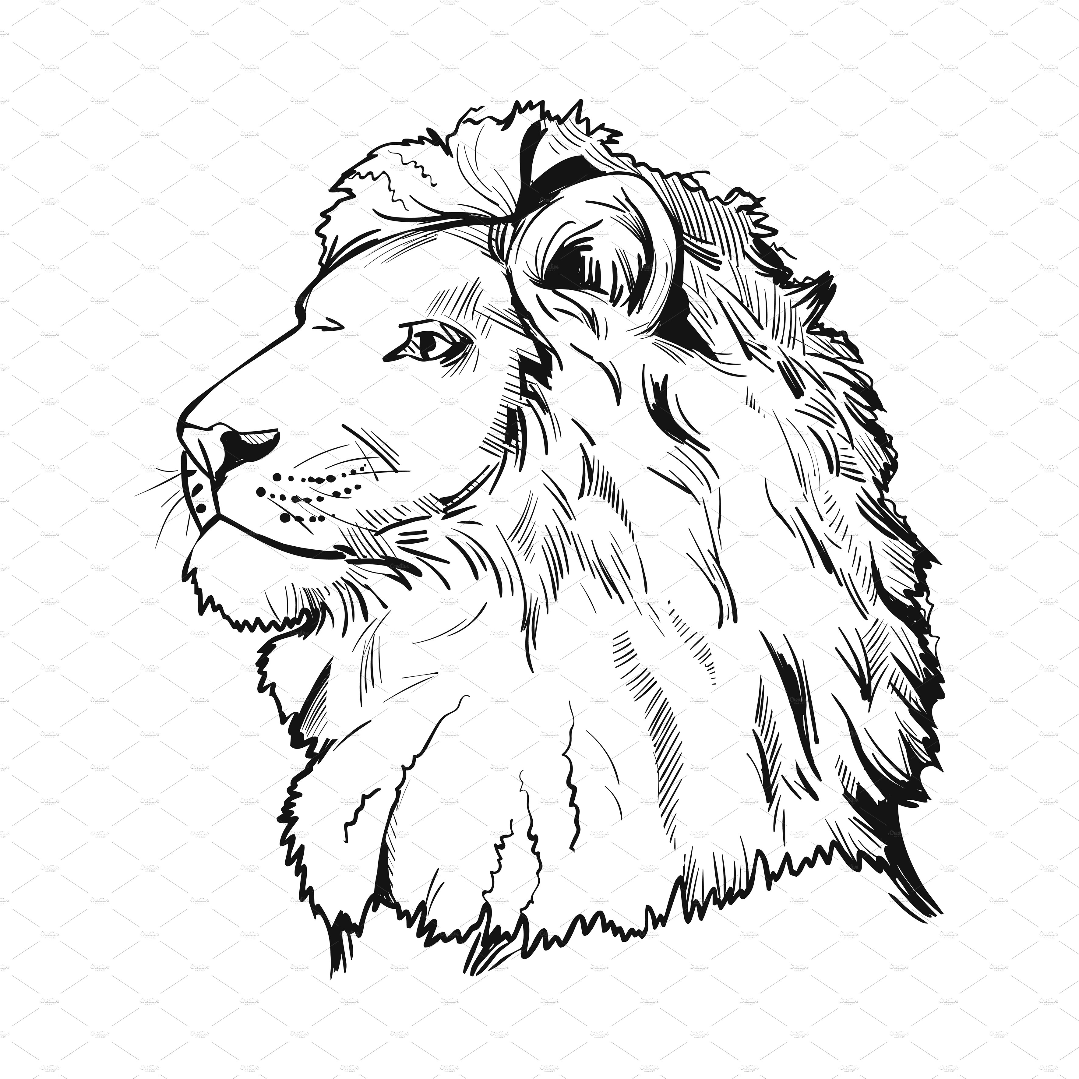 Lion in a sketch style.