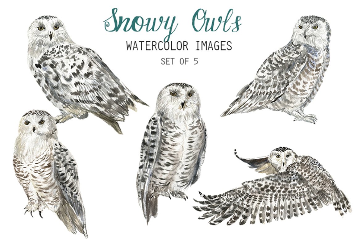 Snowy owls collection.