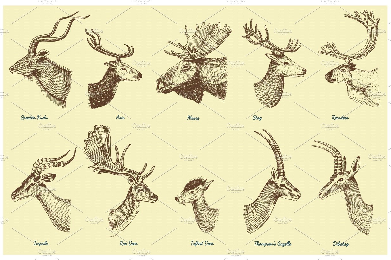 Hand drawn moose in a vintage style.