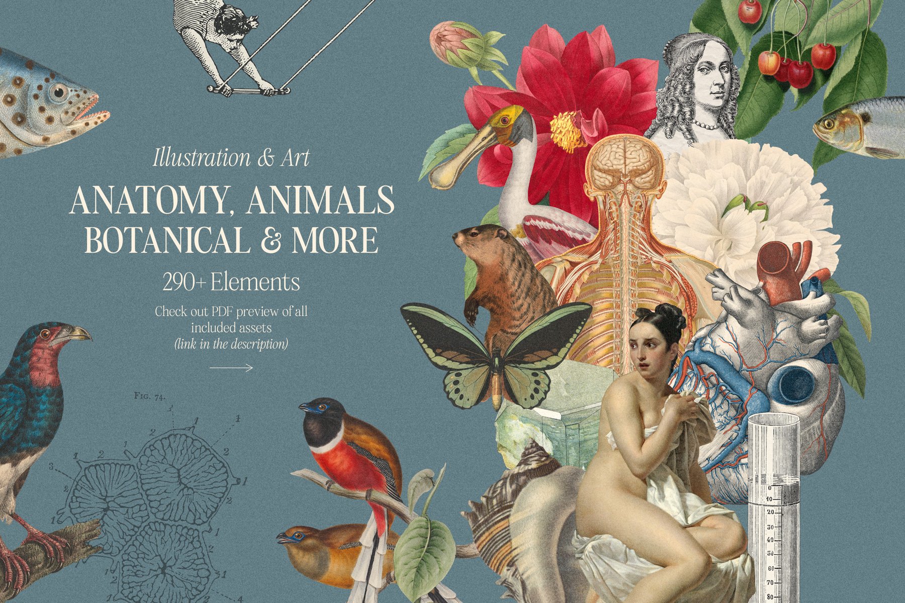 Anatomy, animals and botanical illustrations.