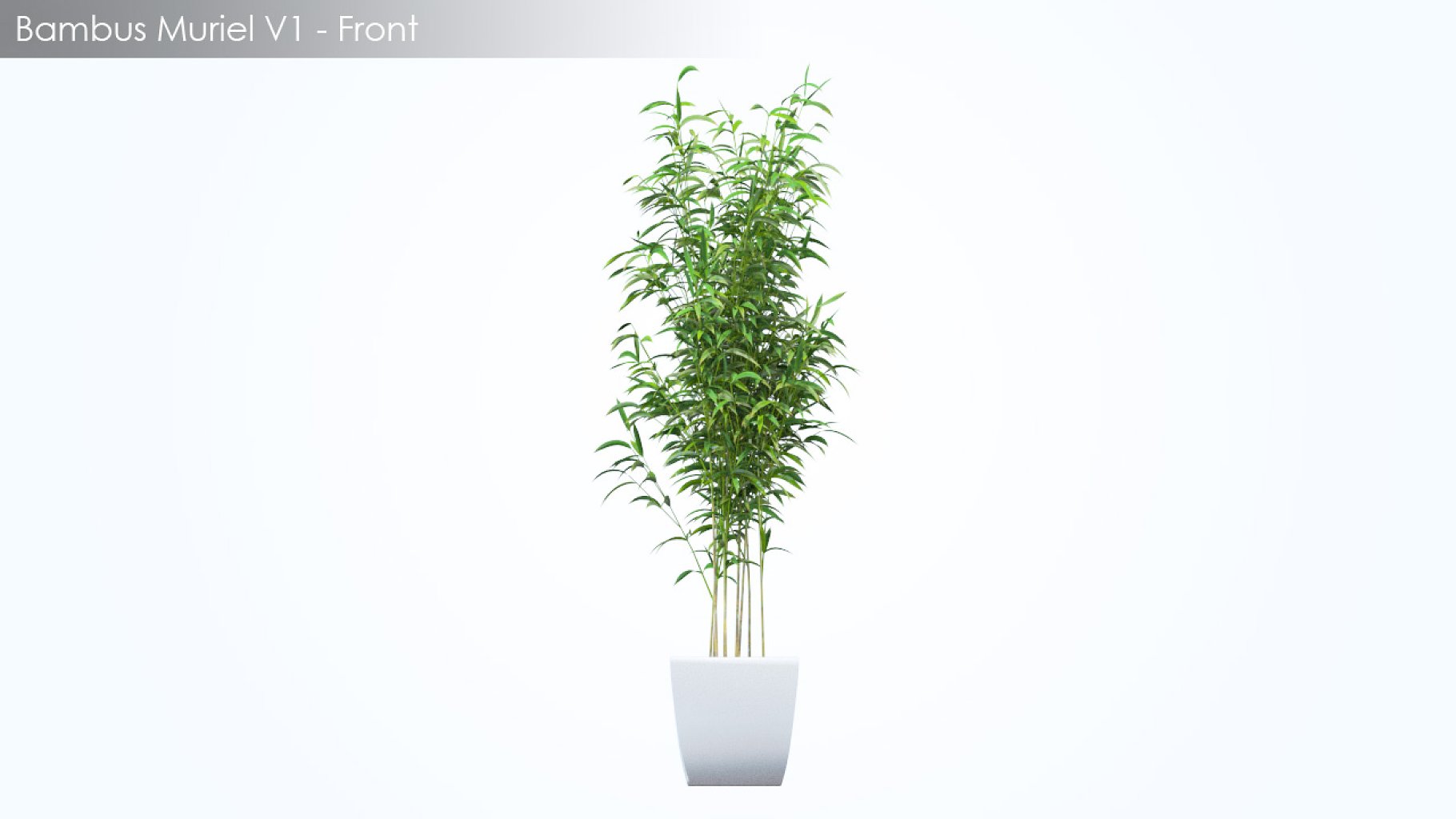 Rendering of a beautiful 3d model of a square white flowerpot with a plant on a white background