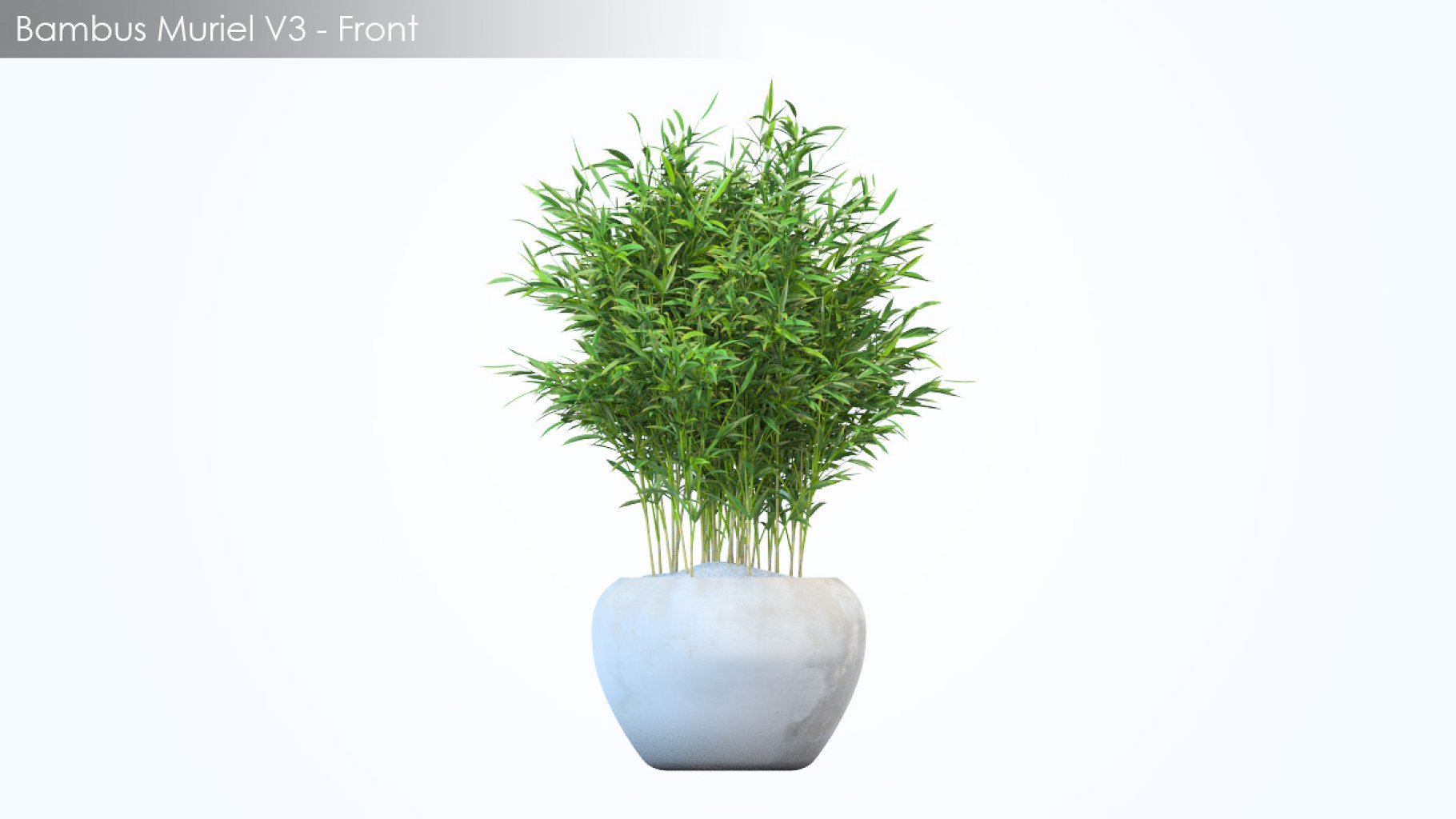 Rendering of an irresistible 3d model of a round light flowerpot with a plant without a background