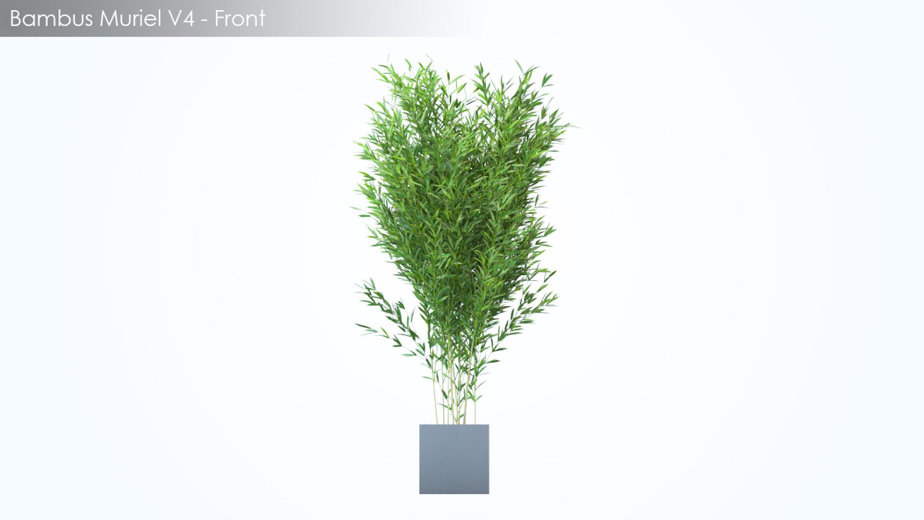 Rendering of an enchanting 3d model of a square gray flowerpot with a plant without a background