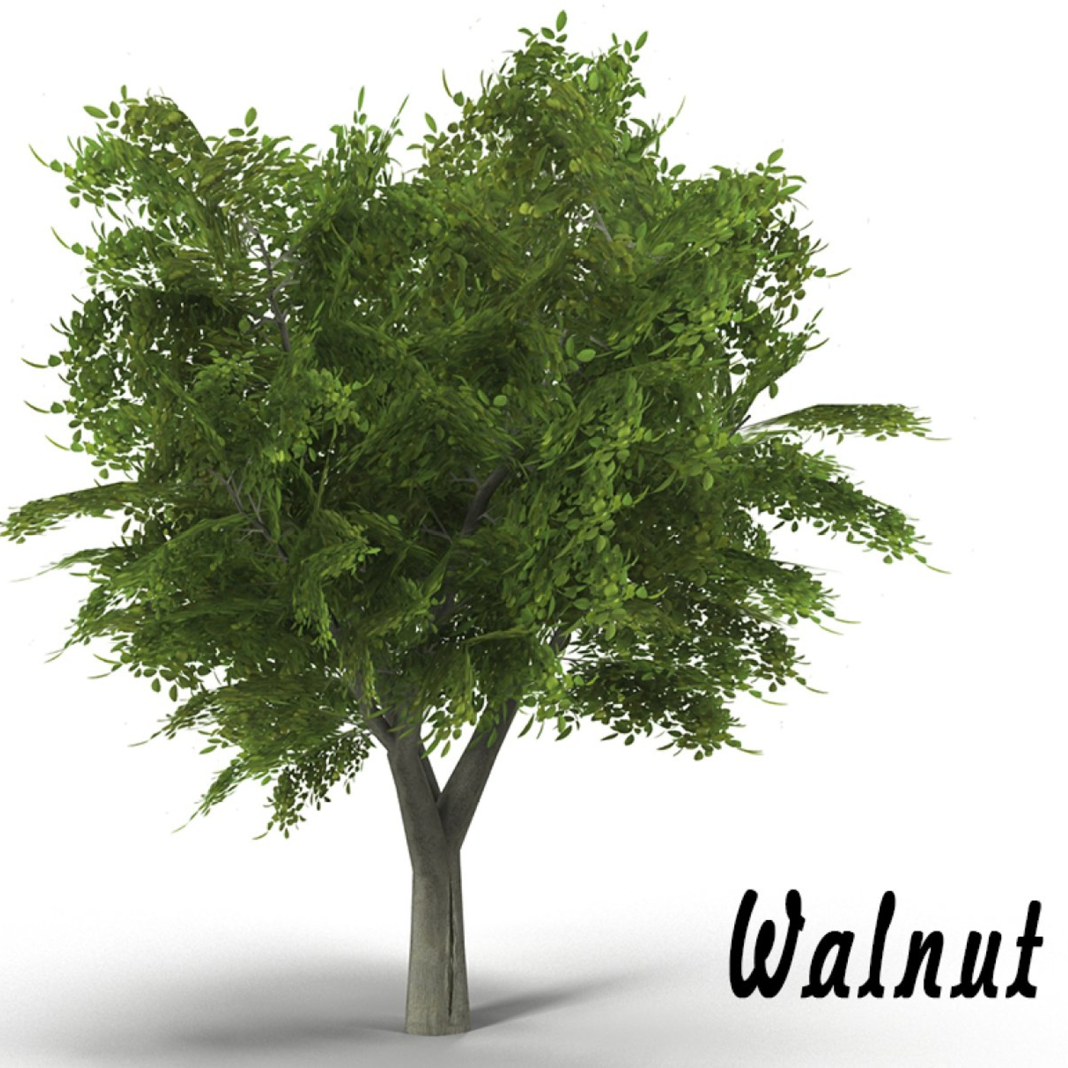 Walnut Tree.