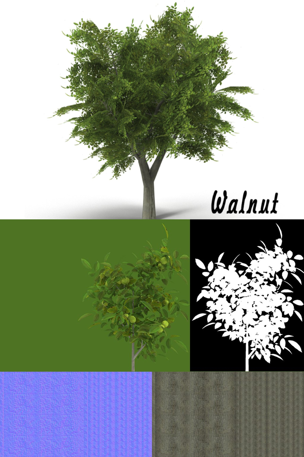 Walnut Tree - Pinterest.