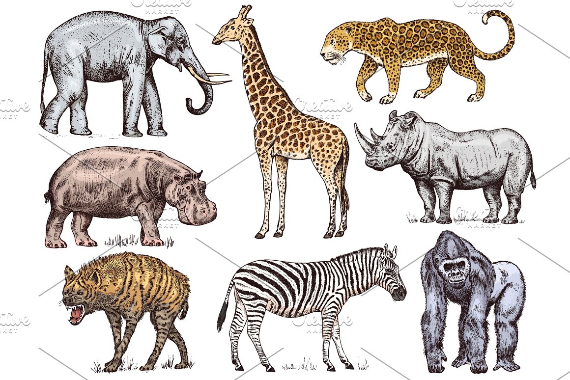 A set of 8 different illustrations of african animals on a white background.