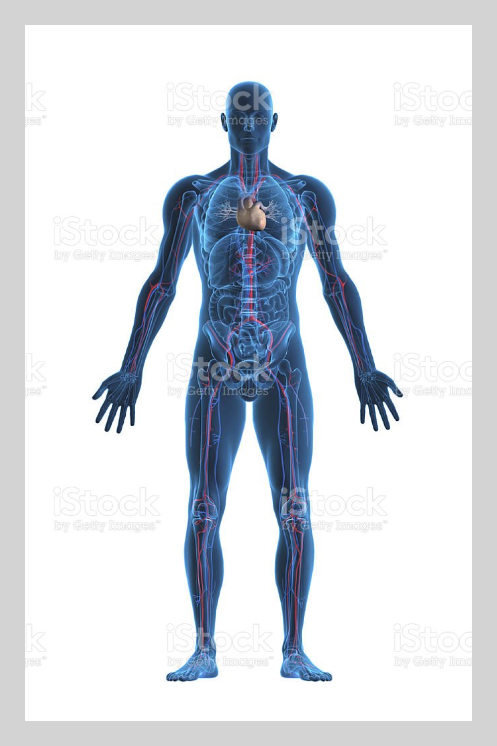 Human heart and vascular system stock photo.