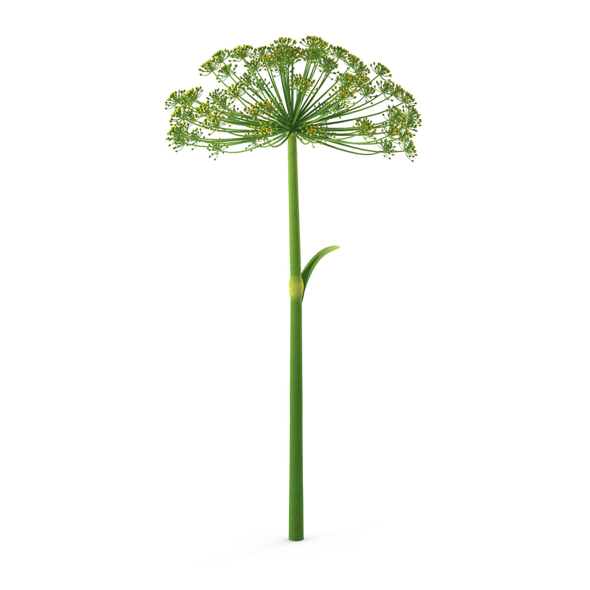 Photorealistic highly detailed 3D model of Dill flower.