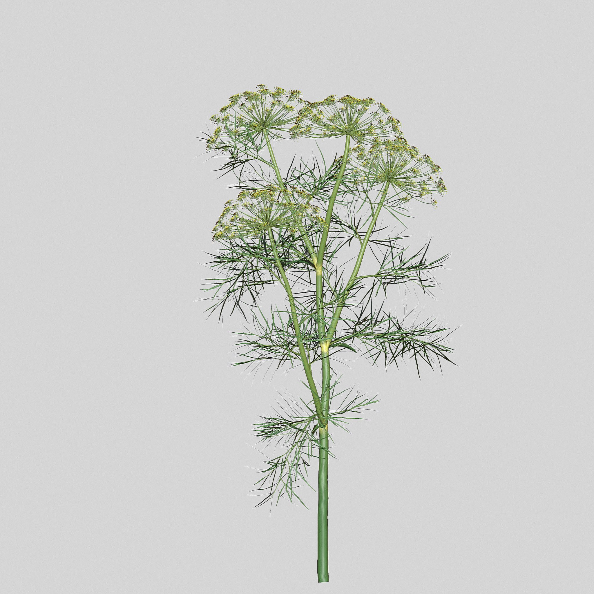 Dill Plant image preview.