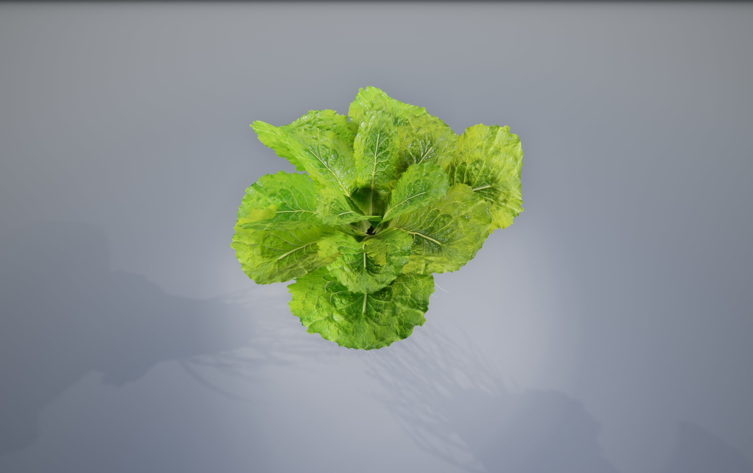 Lettuce Grean image preview.