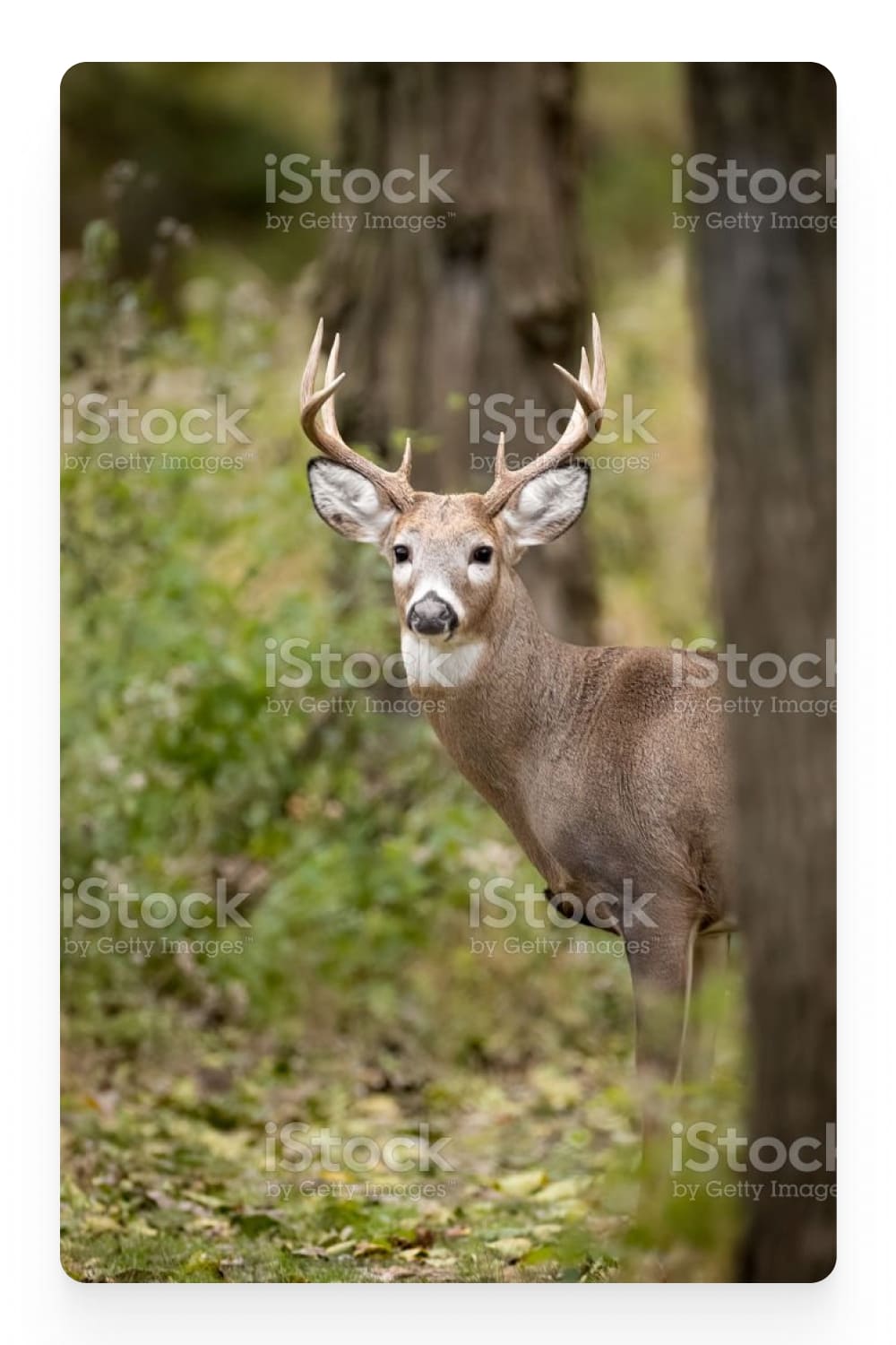 Deer in the forest.