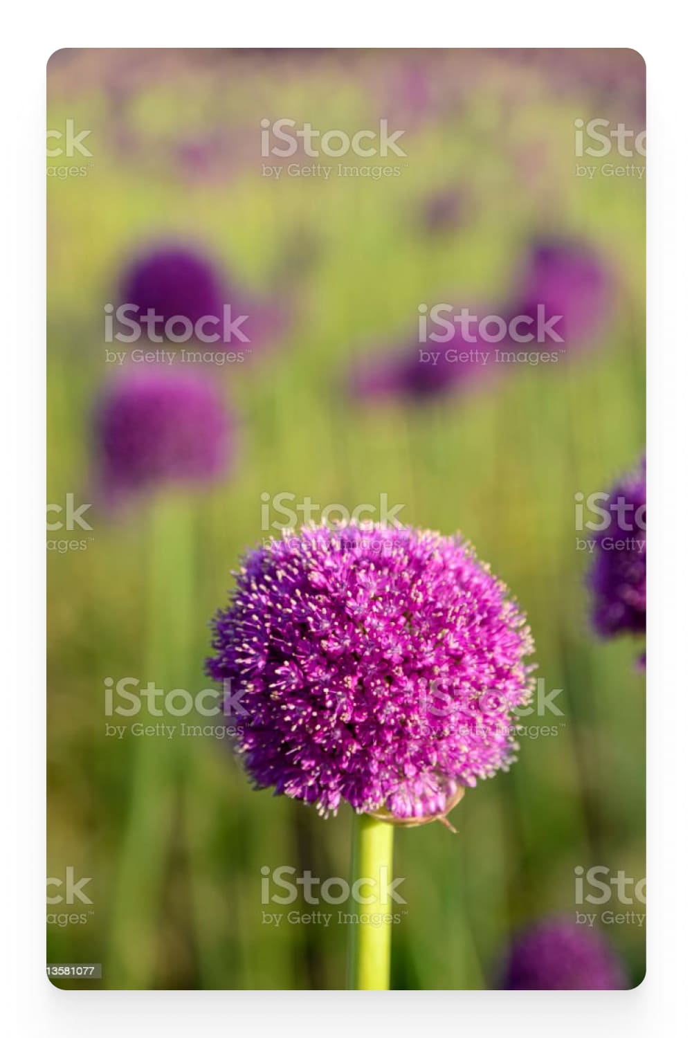 Flower with purple bud in the field.