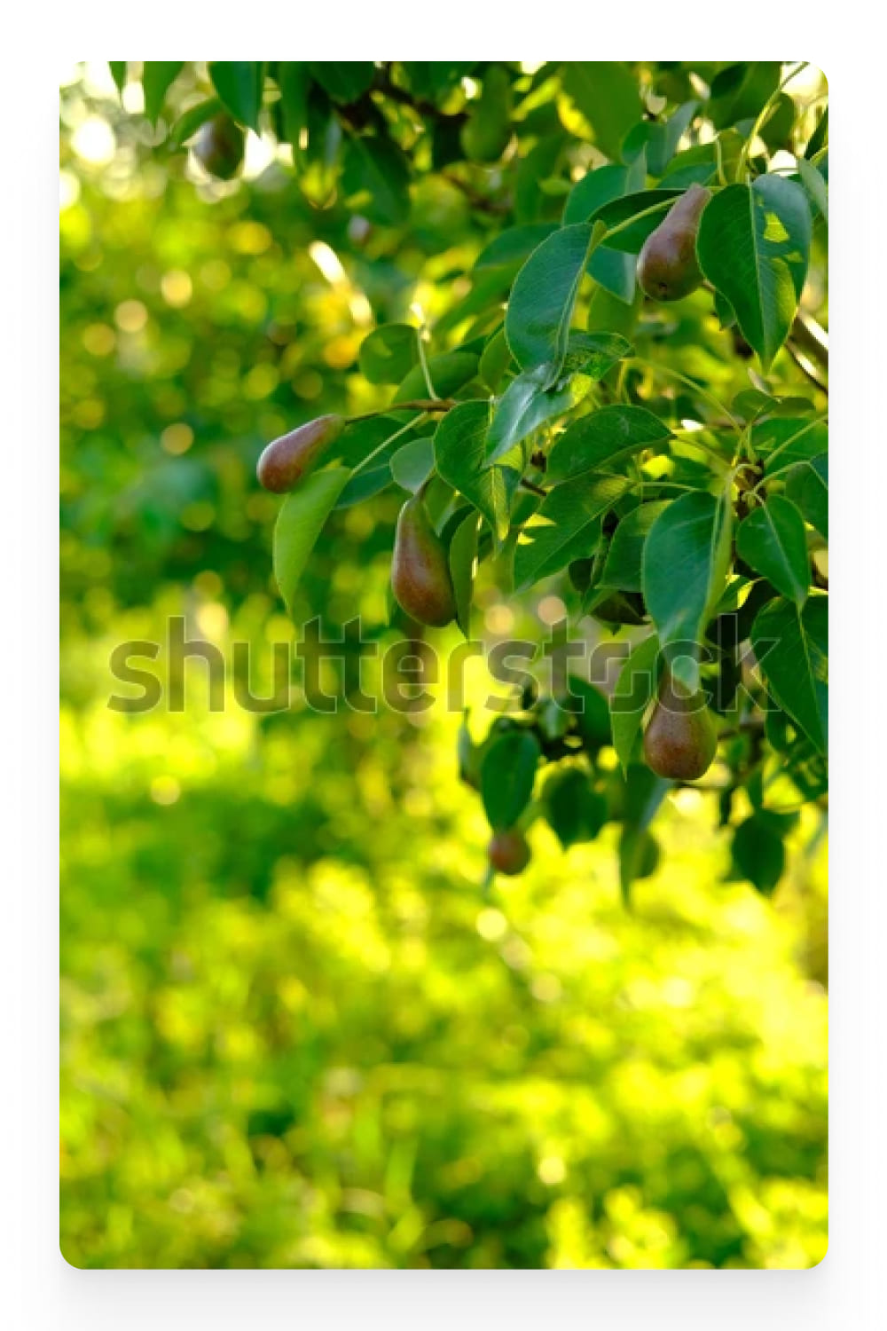 Photo of small pears on a tree.