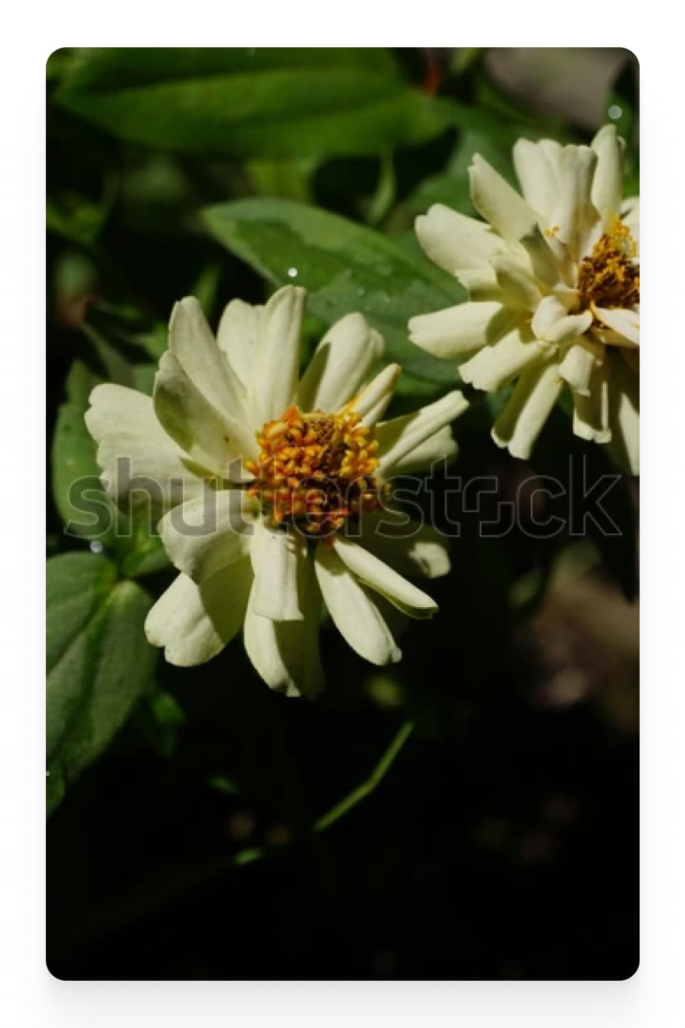 Photograph of two white flowers.