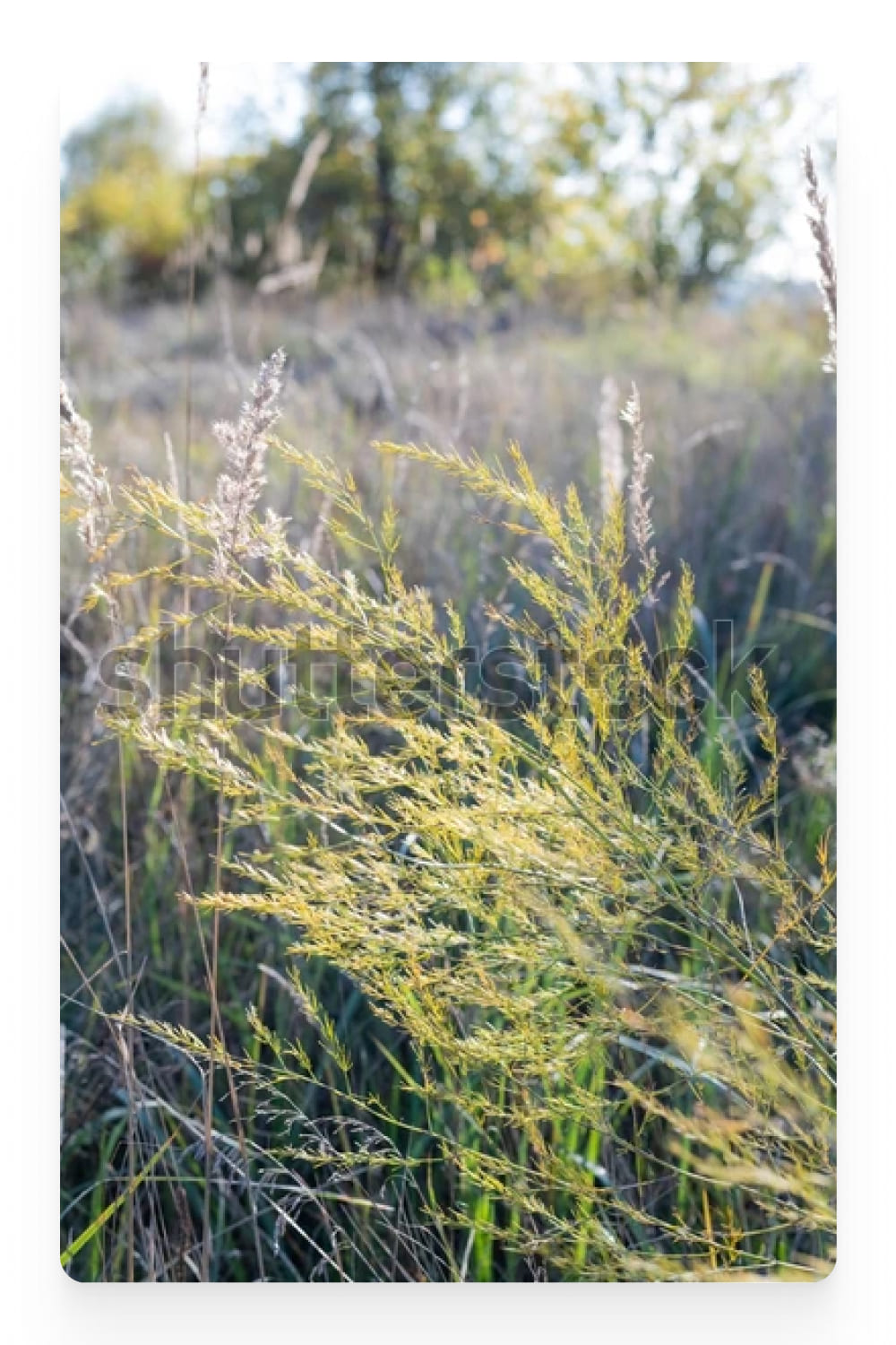 Photo of field grasses in a meadow.