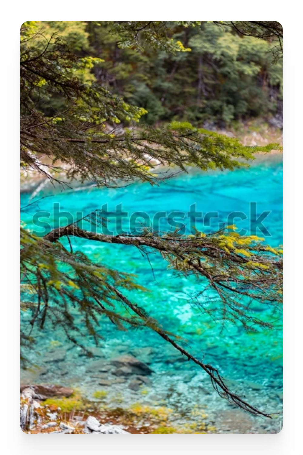 Photo of a mountain river behind spruce branches.