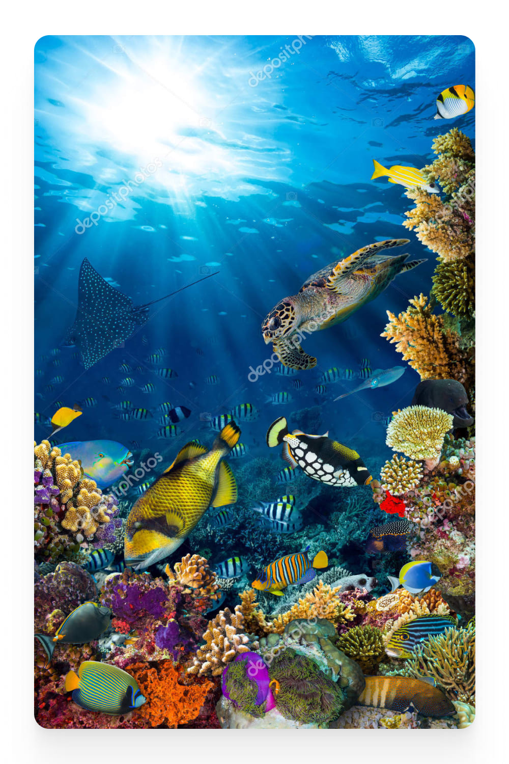 Photography of exotic fish and corals.