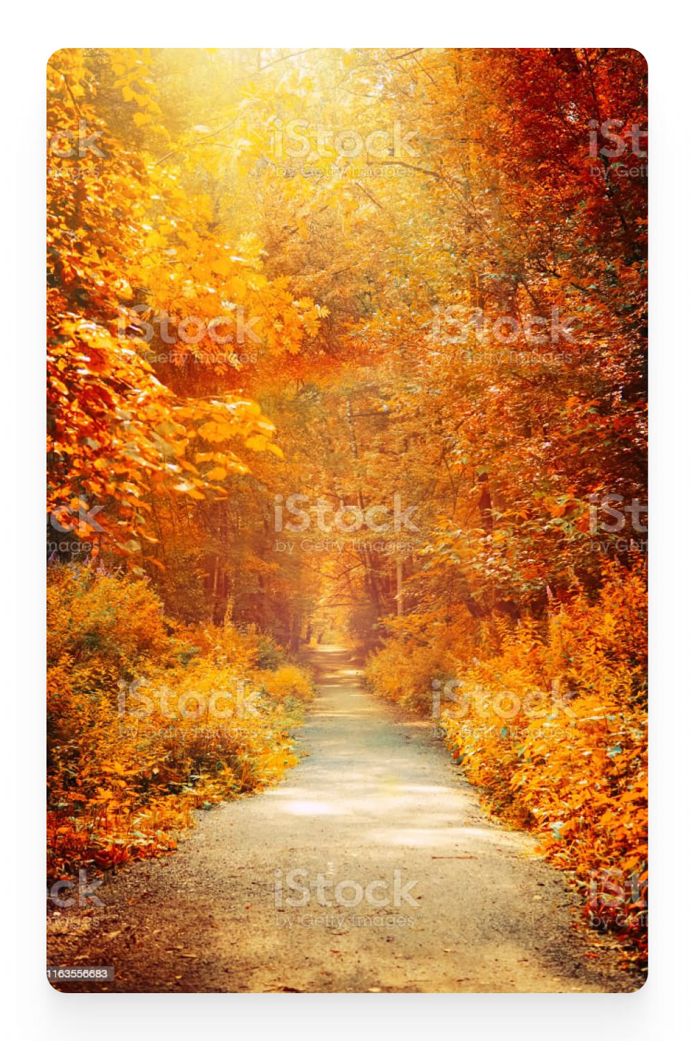 Photo of a path in the autumn forest.