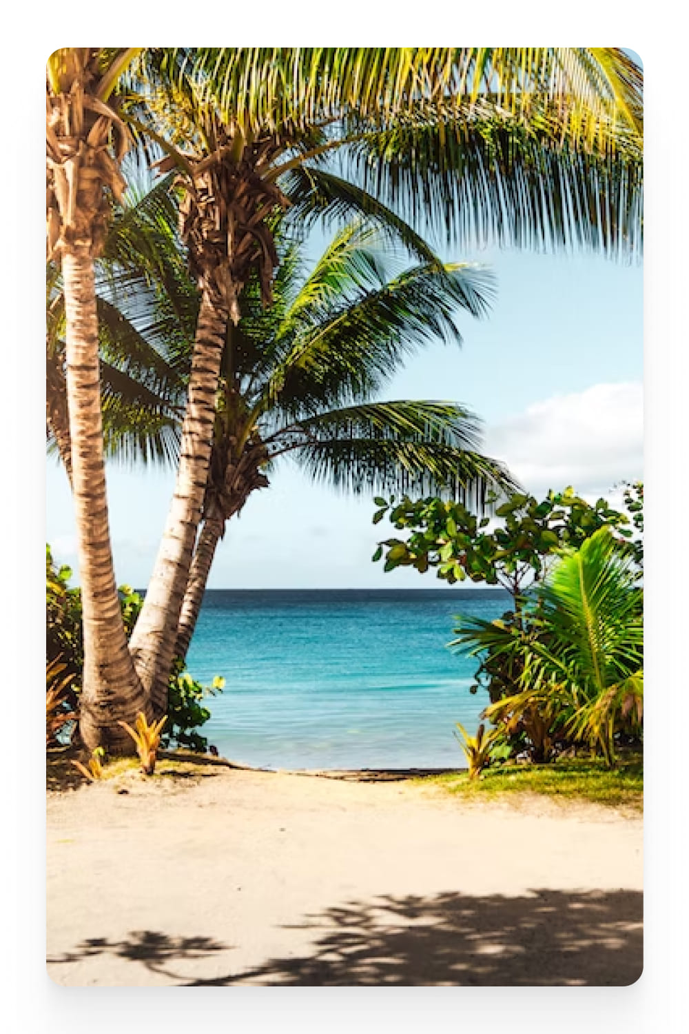 Photo of tropical beach with palm tree.