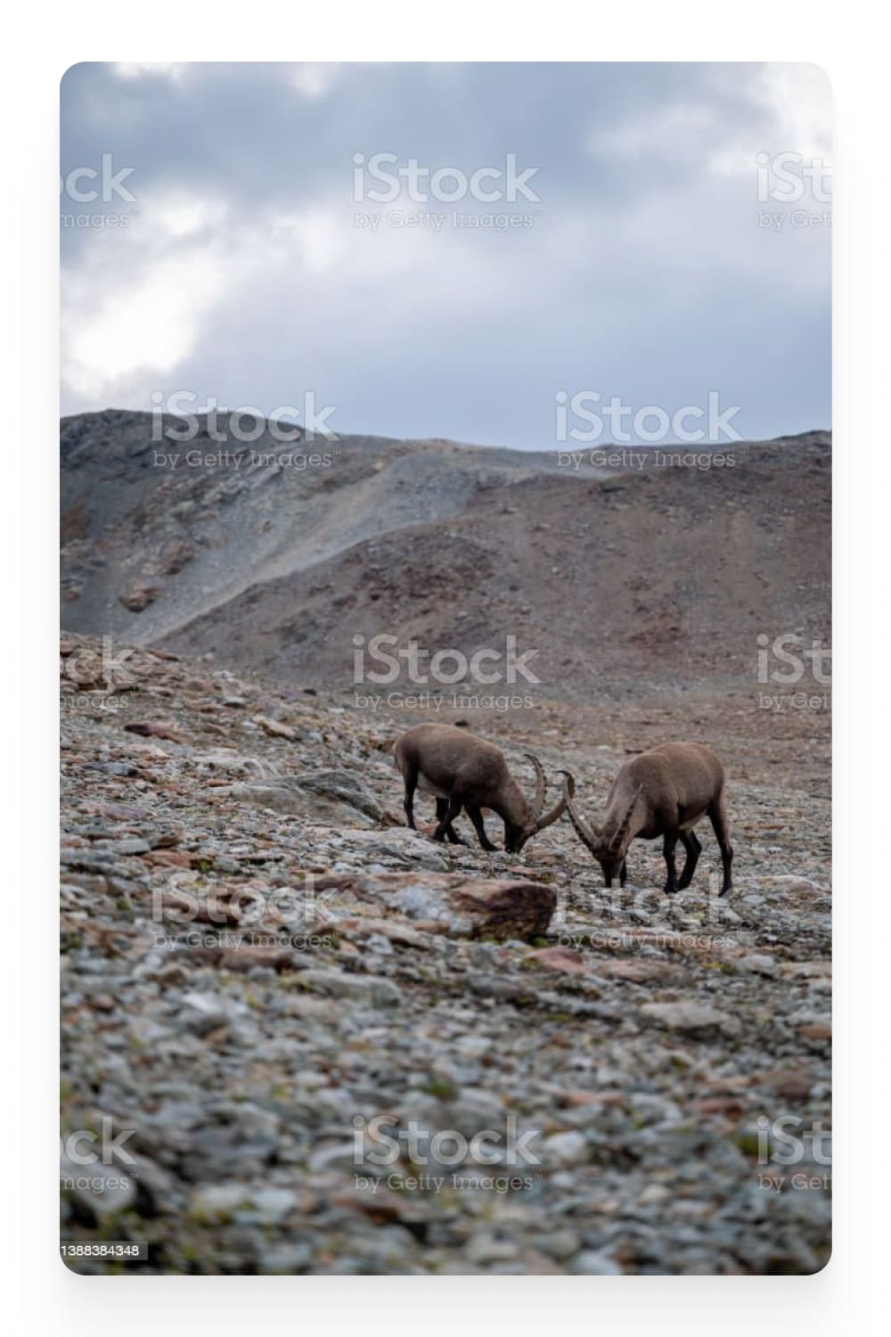 Photo of mountain goats in the mountains.
