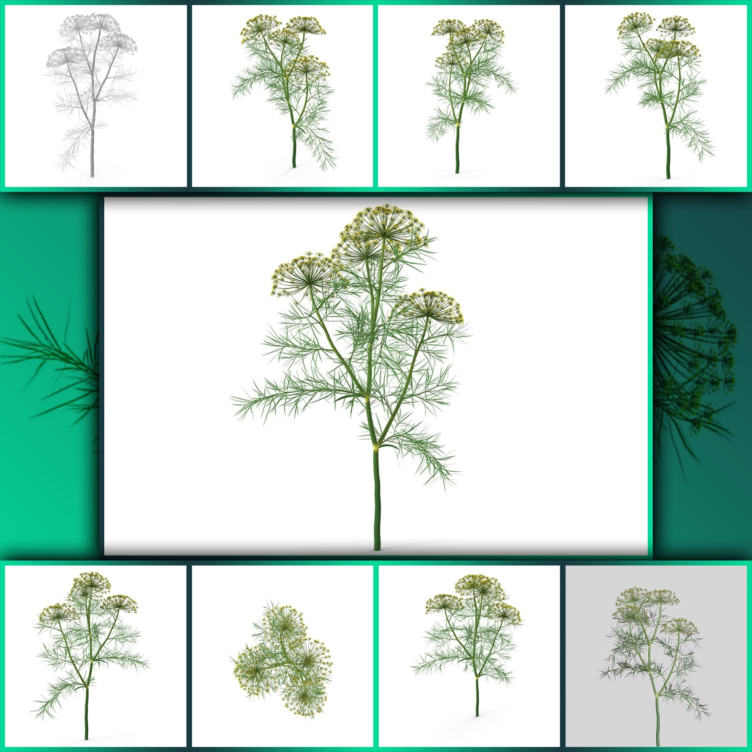 Dill plant main image preview.