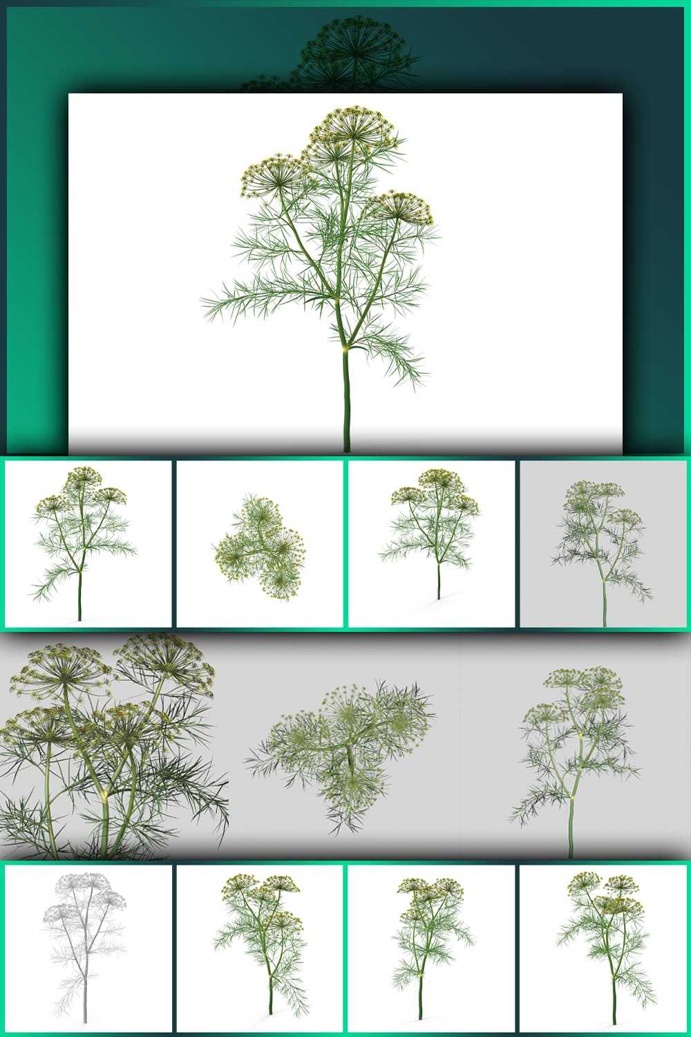 Dill plant pinterest image preview.