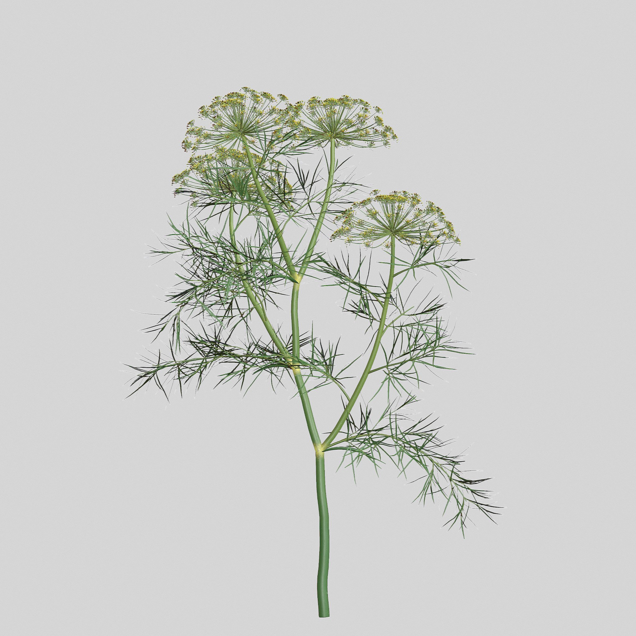 Dill Plant image preview.