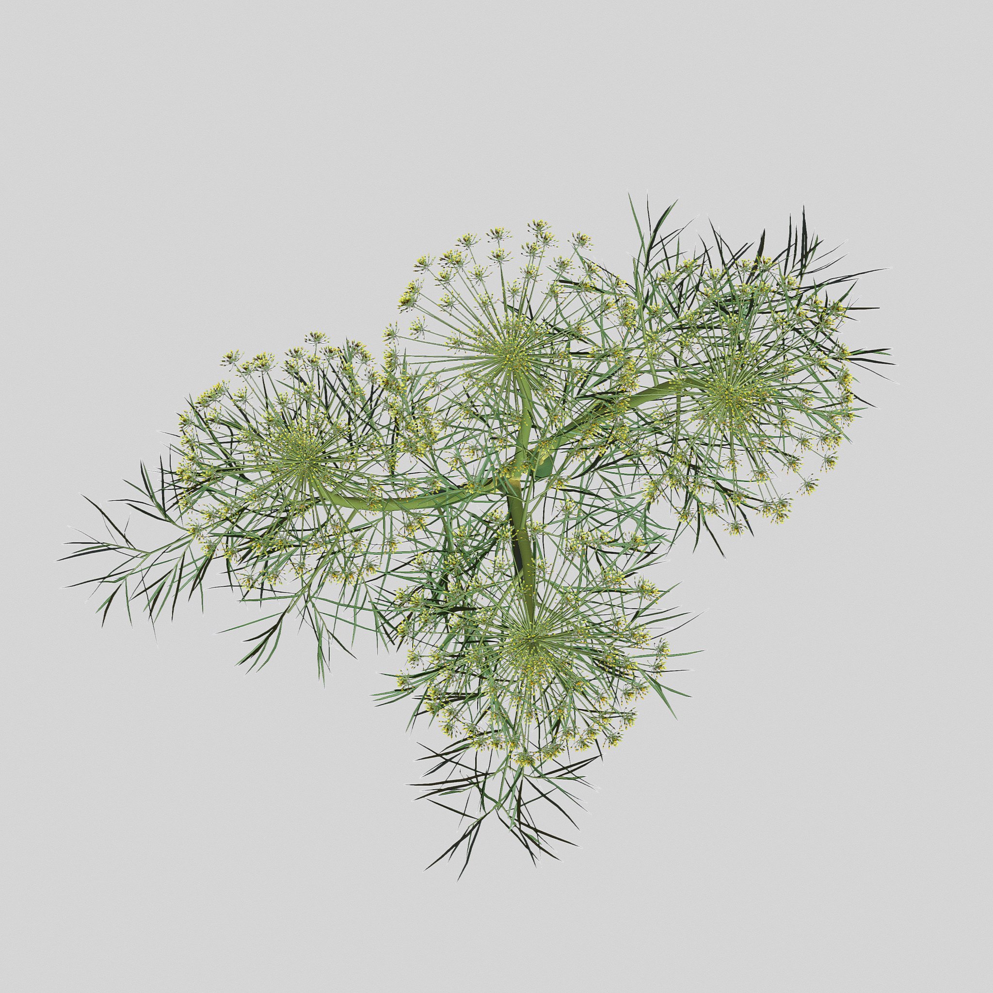 Dill Plant image preview.