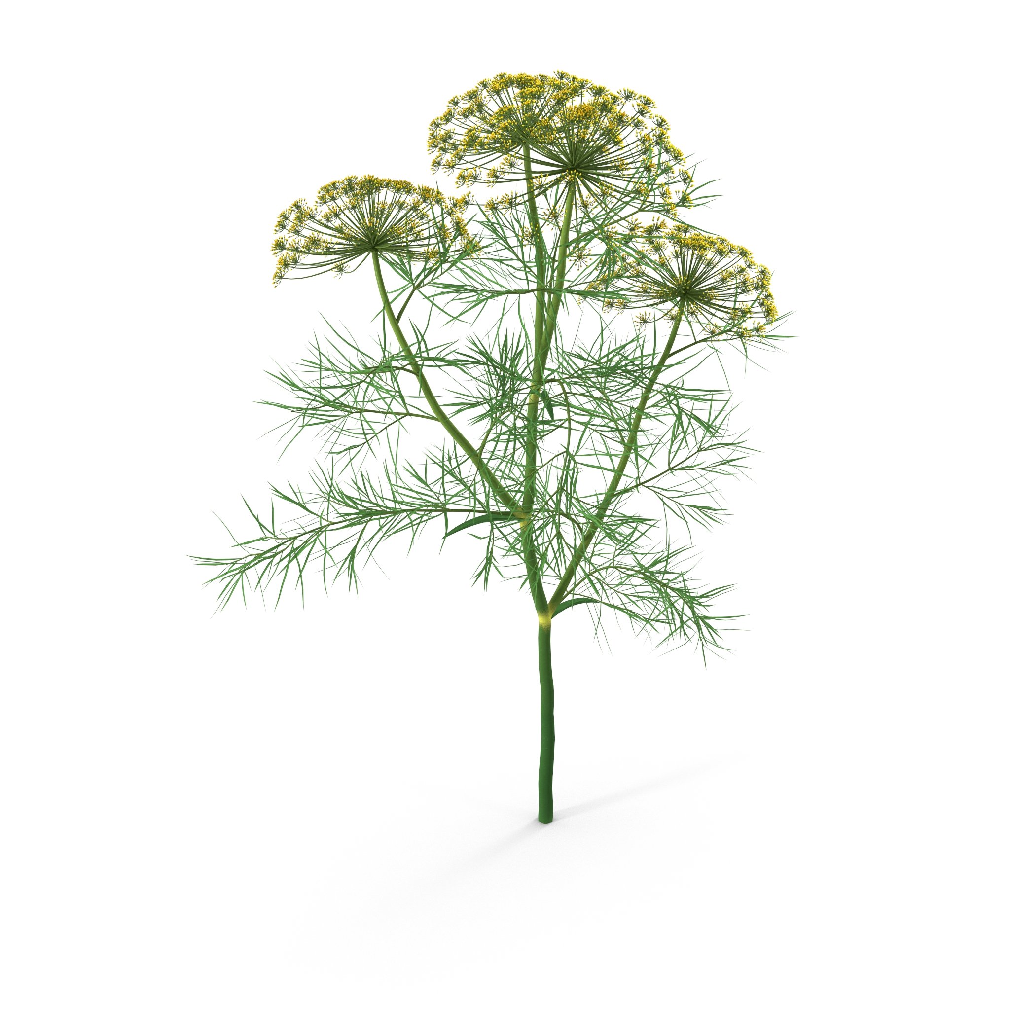 Dill Plant image preview.