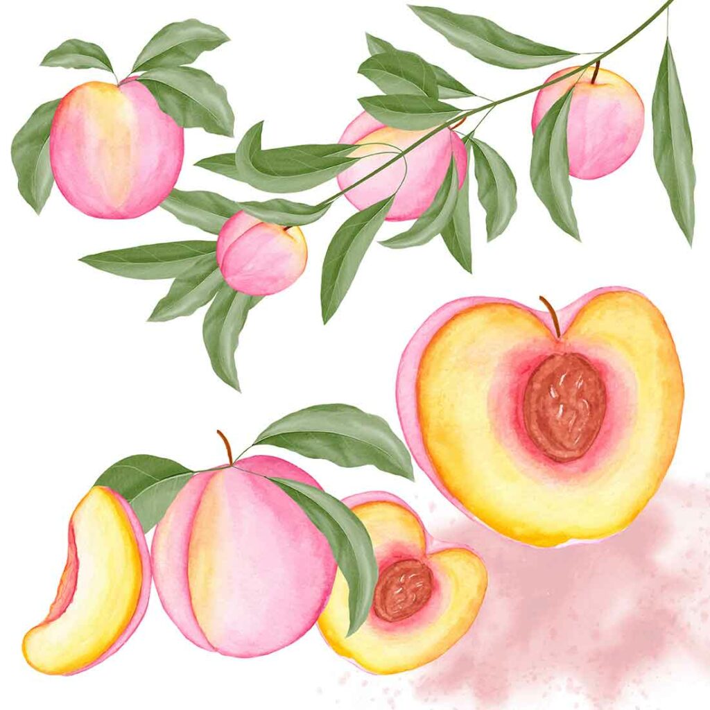 Watercolor Peaches Clipart Set - MasterBundles