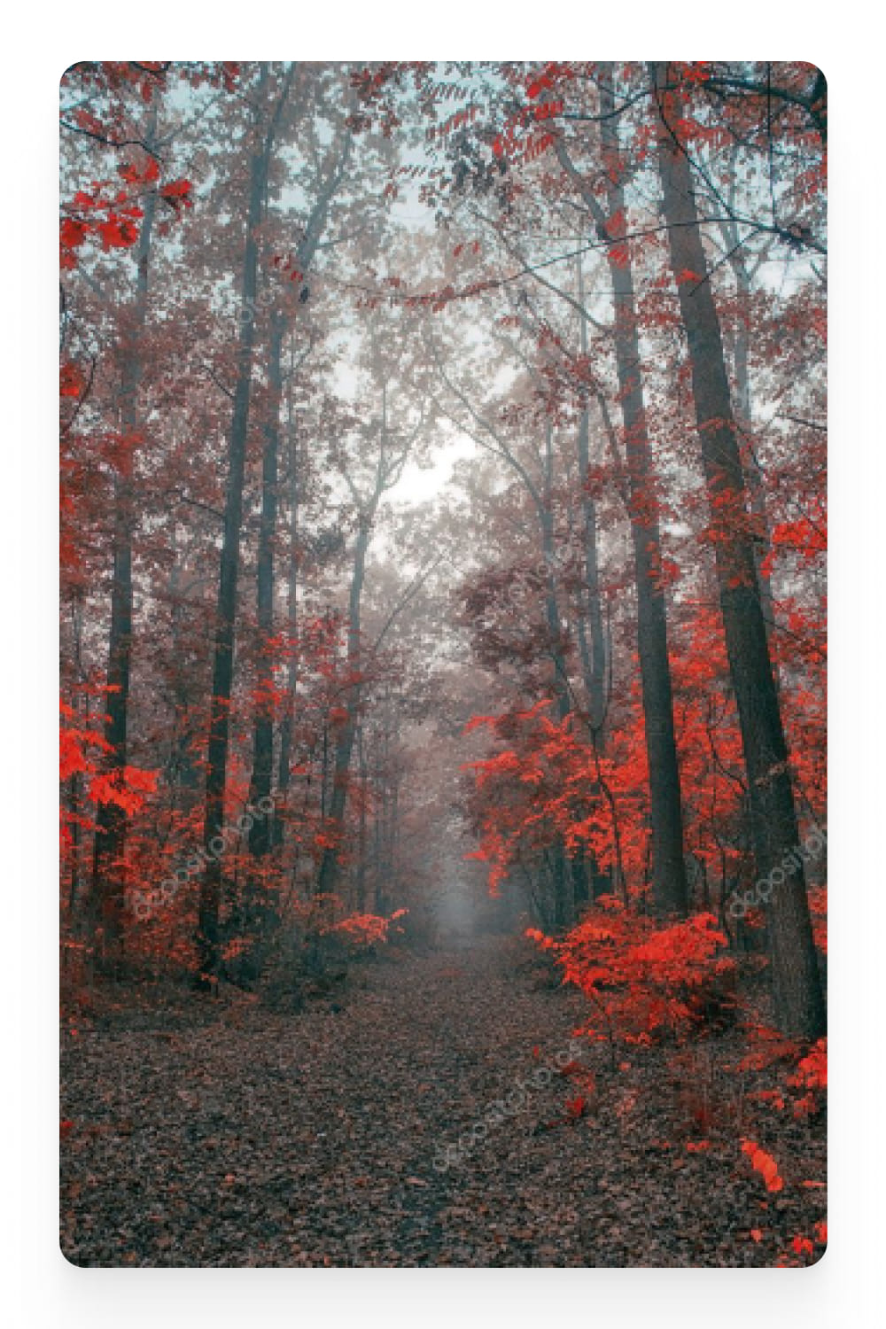 Photo of autumn forest with red leaves.