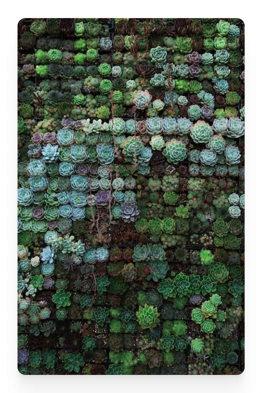 Photo of a large number of succulents from above.