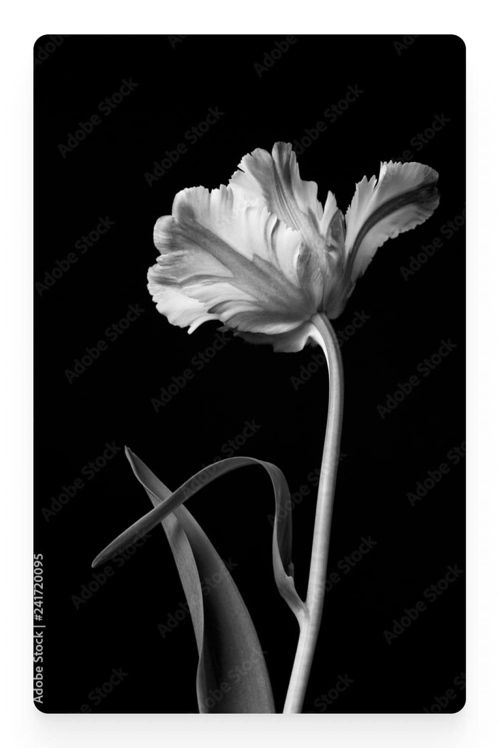 Black and white photography of a tulip.