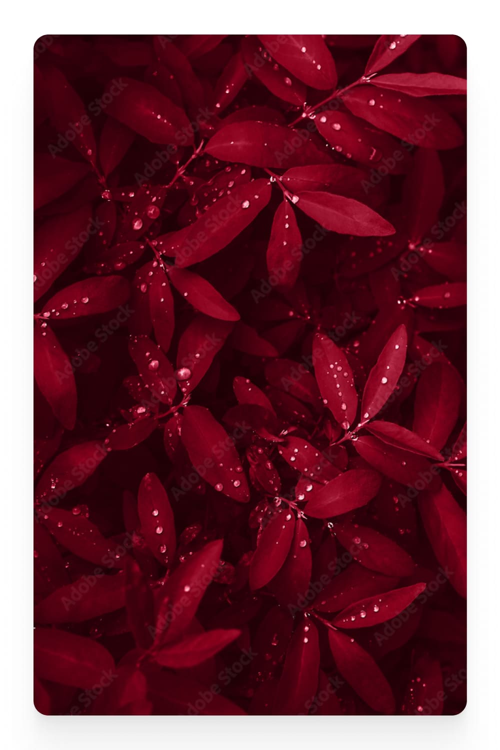 Photo of red small leaves with water drops.
