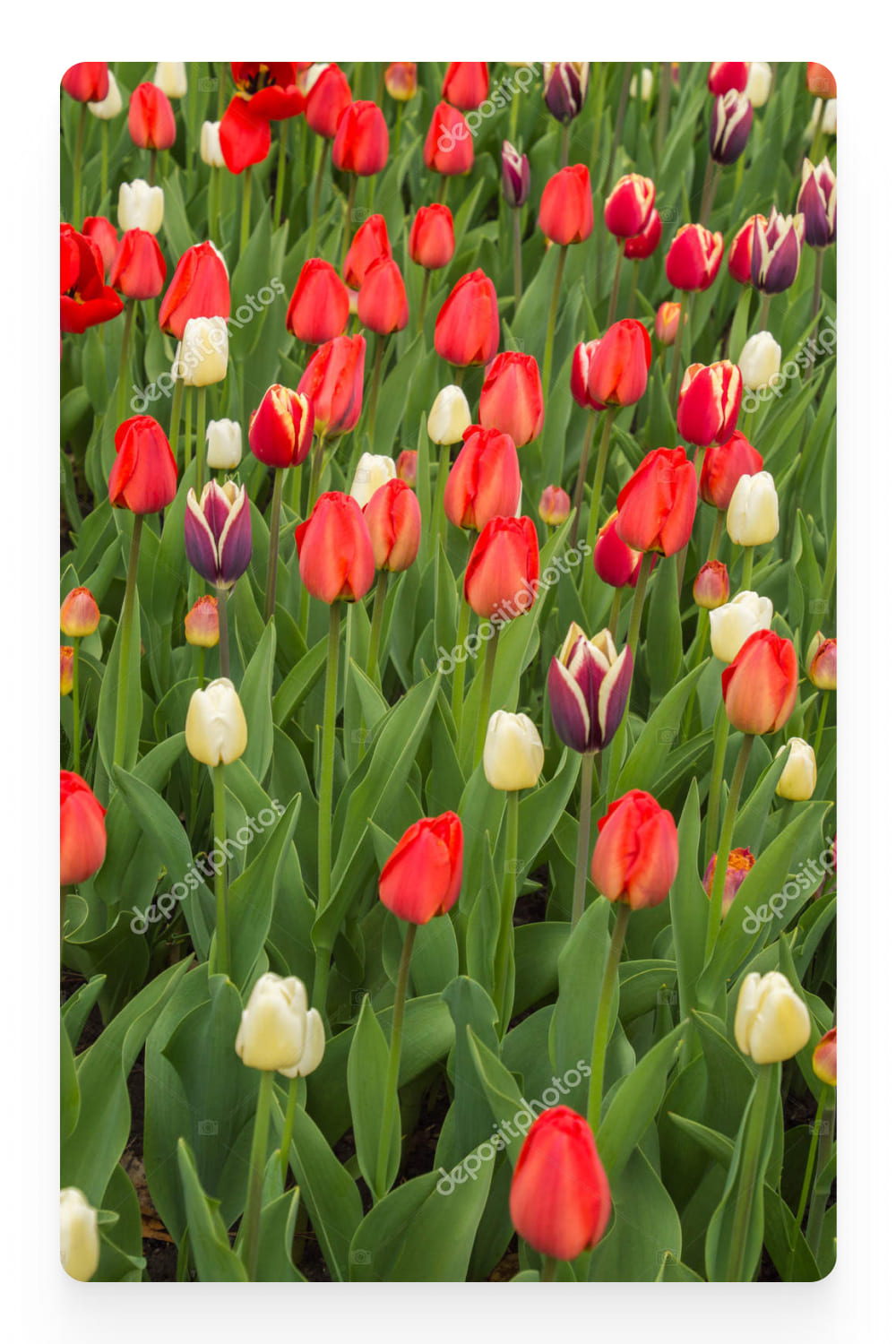 Photo of colorful tulips.