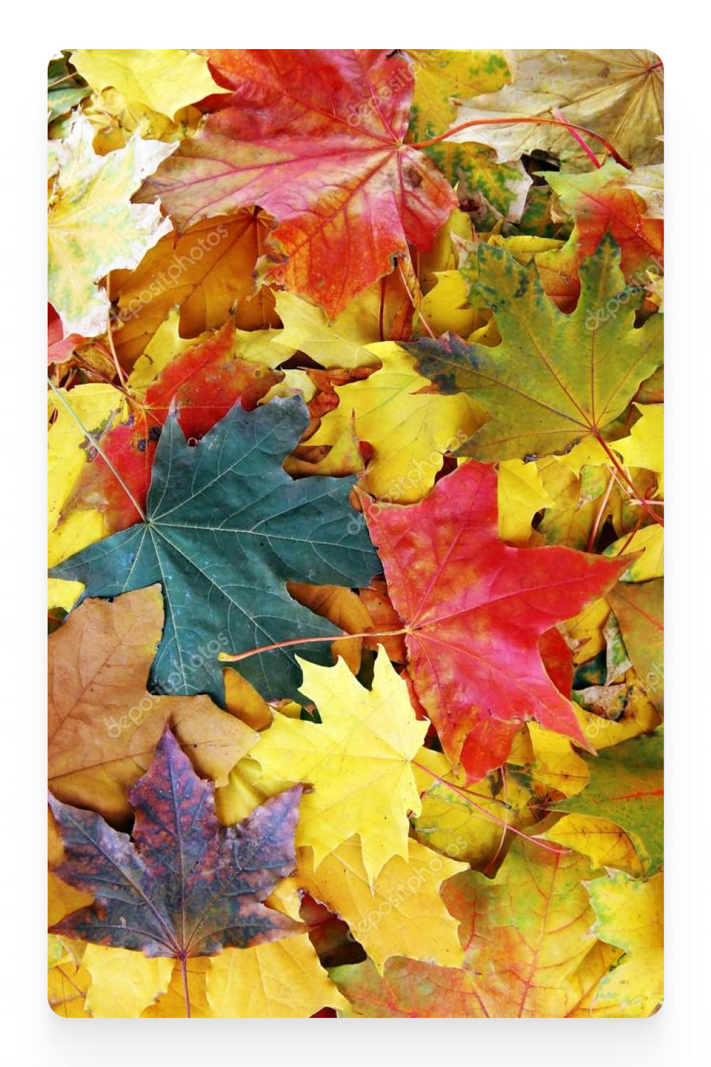 Photo of colorful maple leaves.