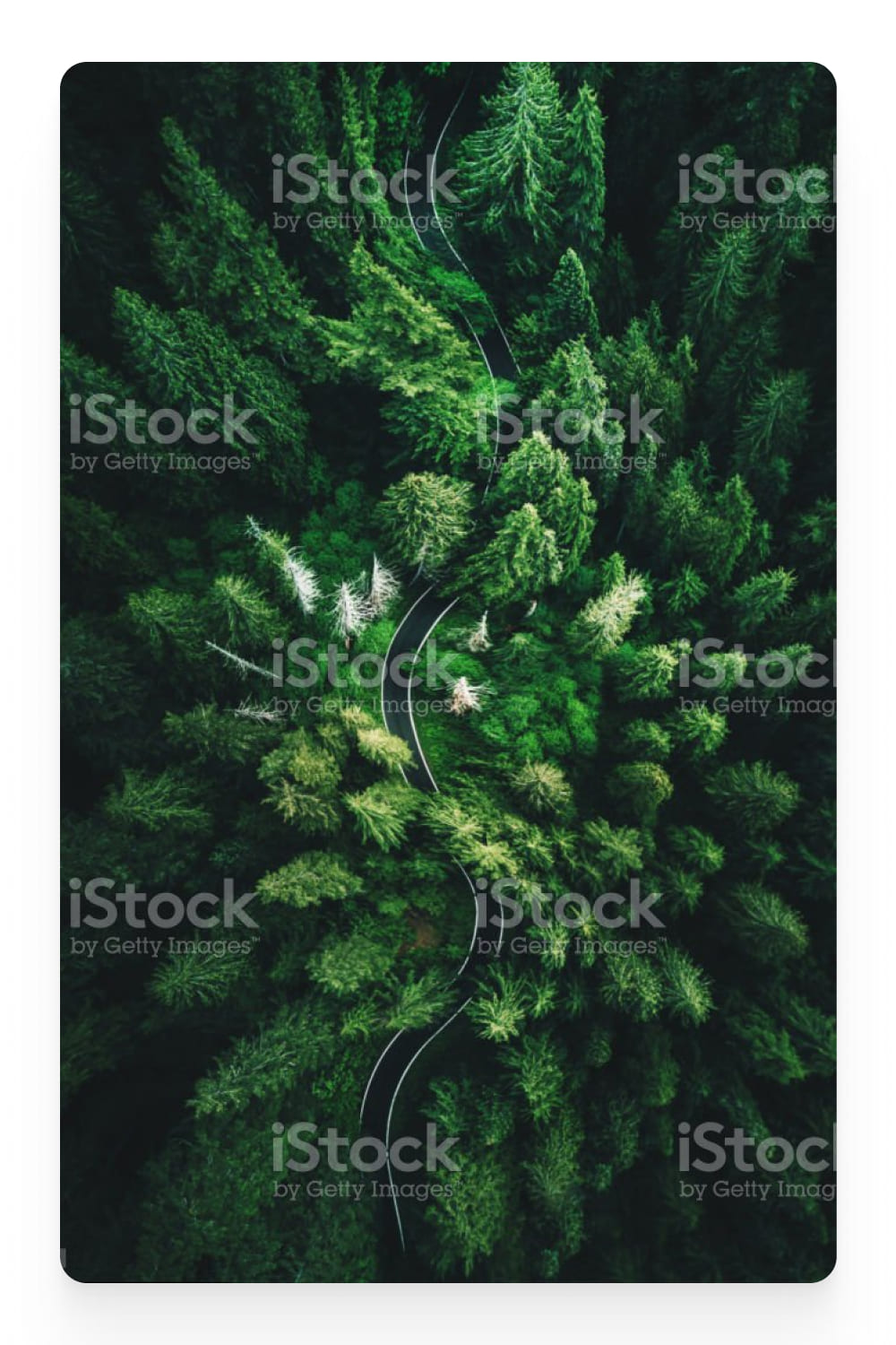 Photo of a winding road among tall fir trees from above.
