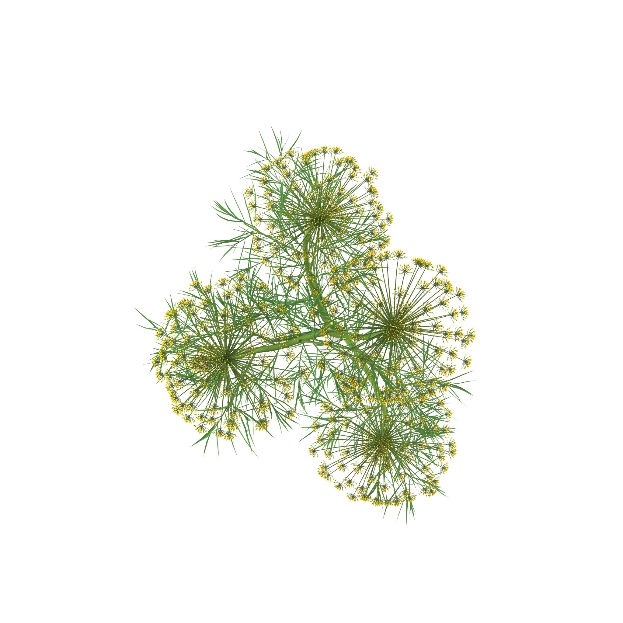 Dill Plant image preview.