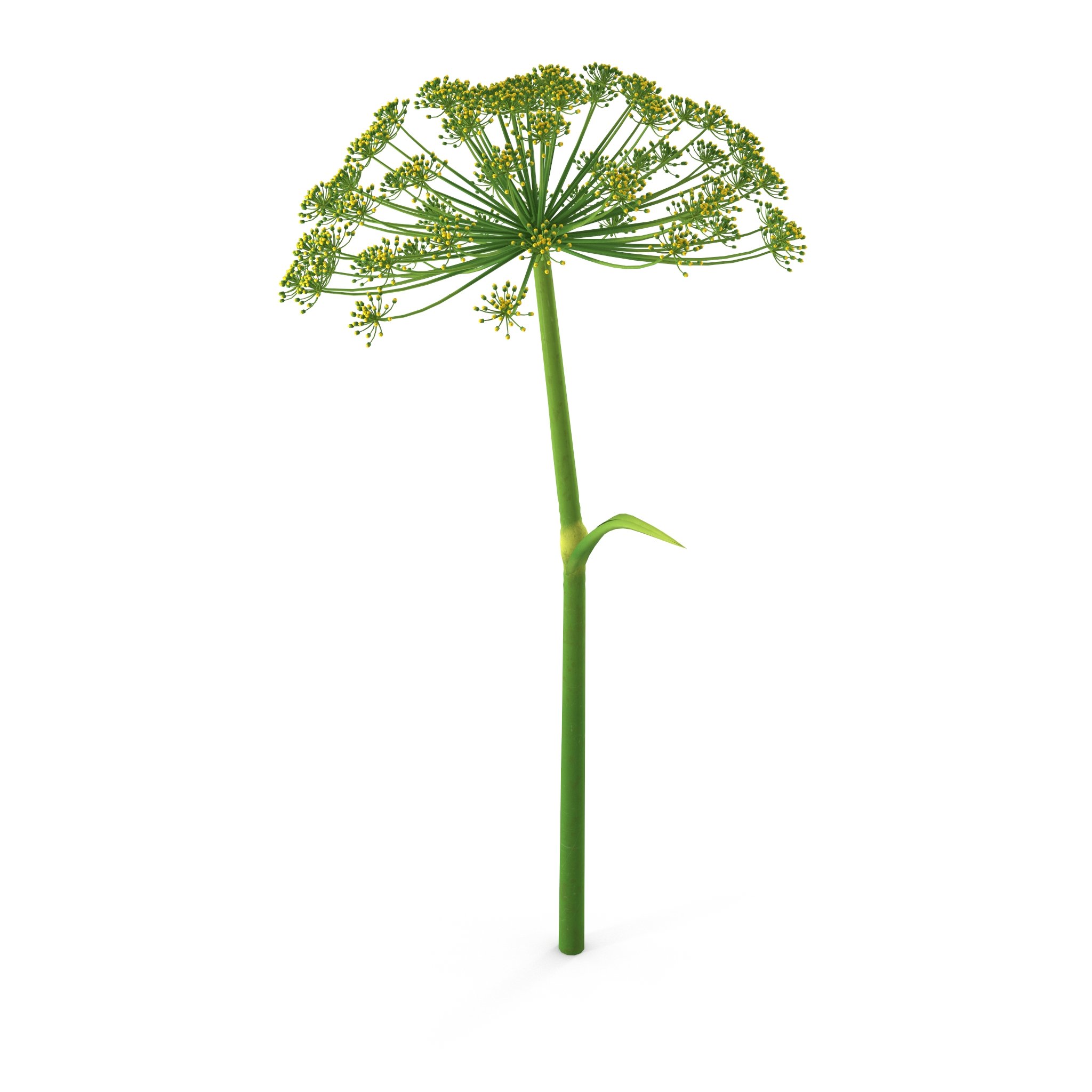 Photorealistic highly detailed 3D model of Dill flower.