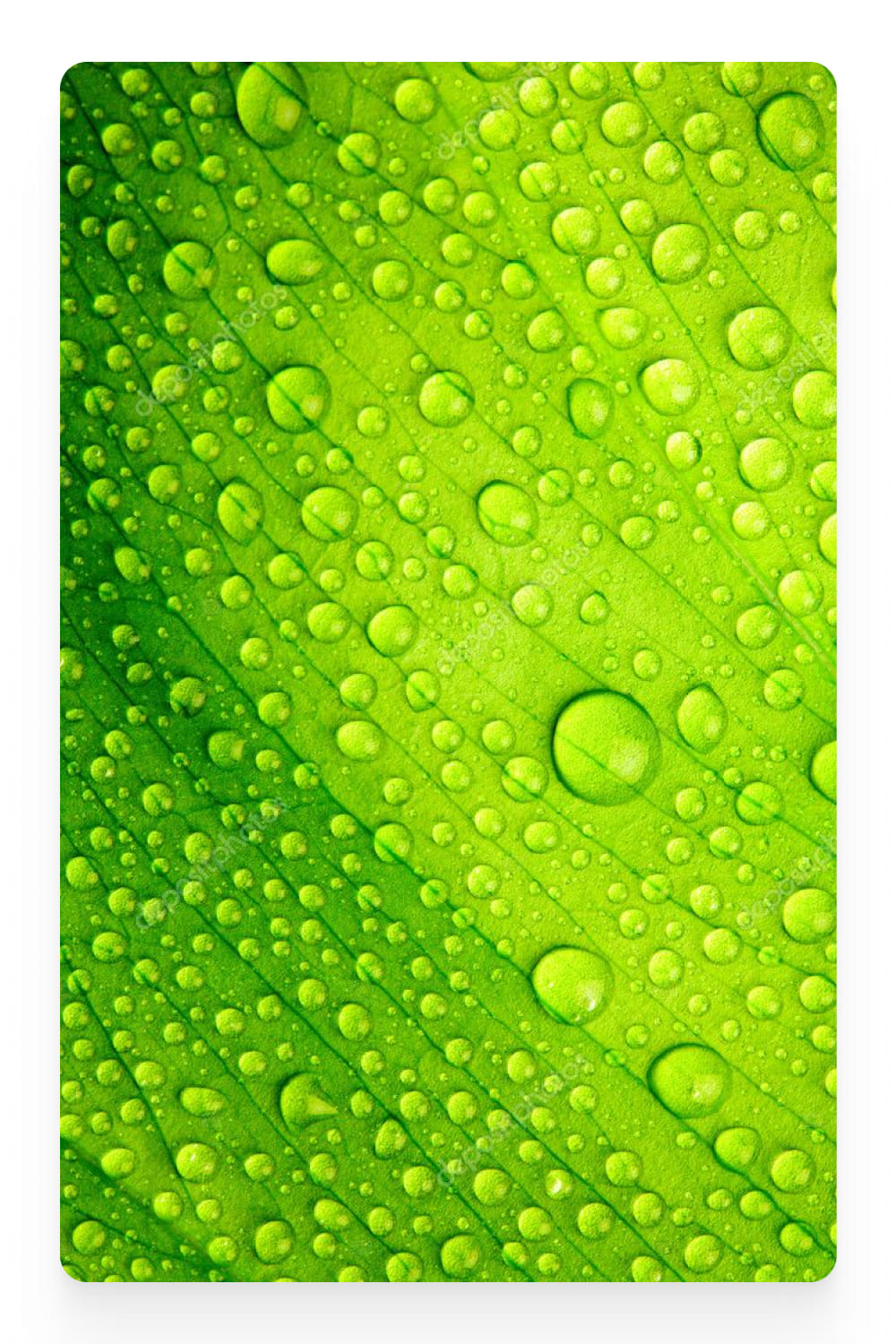 Photo of water drops on a bright green leaf.