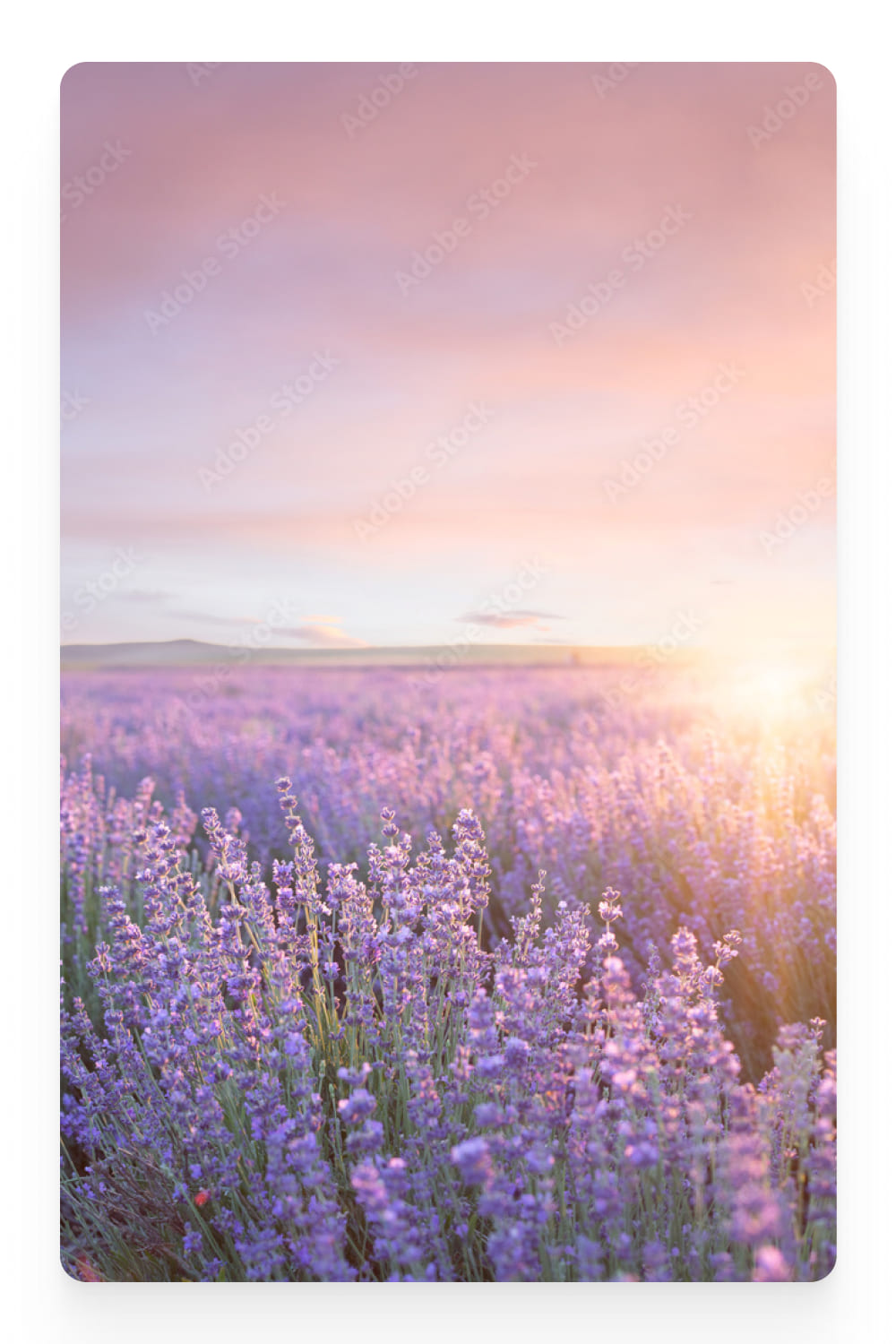 Photo of a lavender field at sunrise.