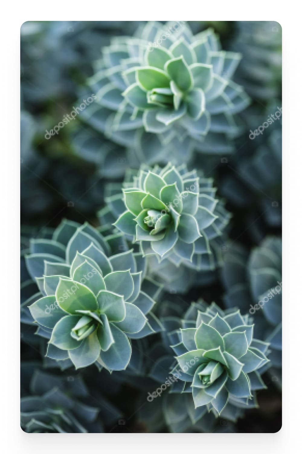 Photo of succulents from above.
