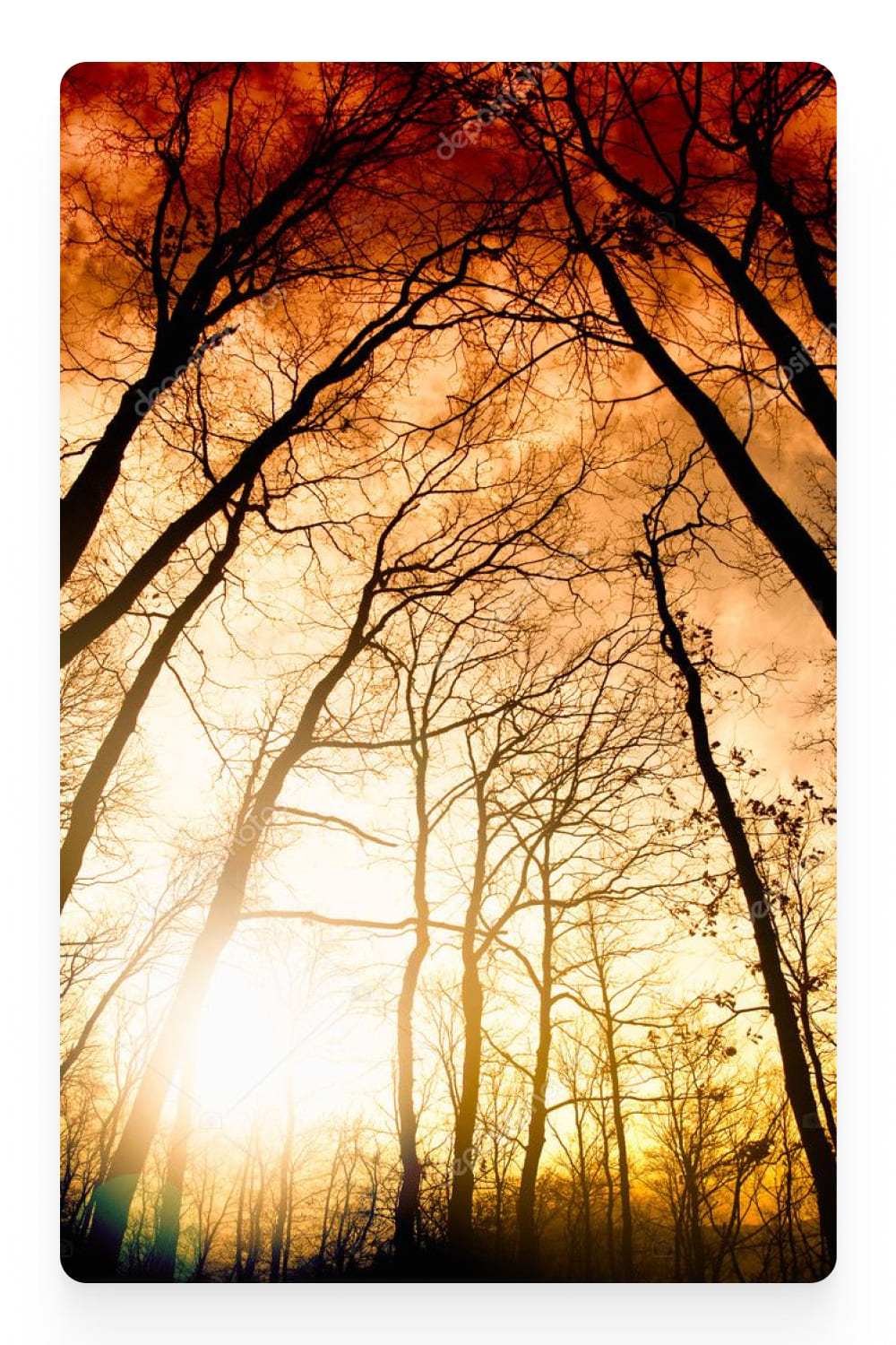 Photo of trees against an orange sky.