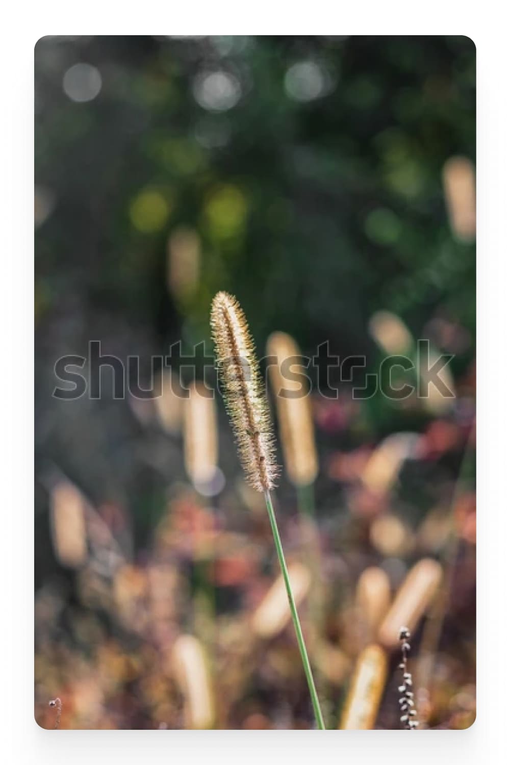 Photo of a spikelet of grass with bokeh effect.