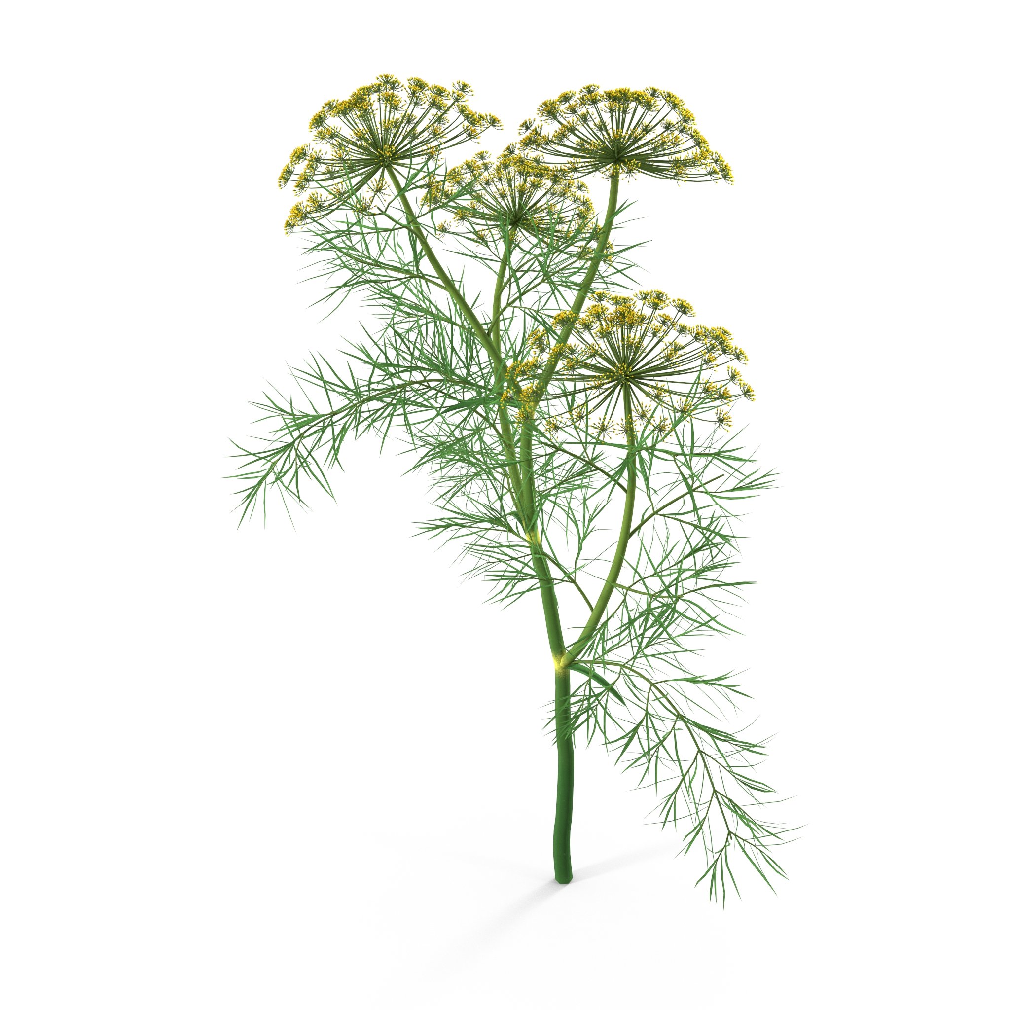 Dill Plant image preview.