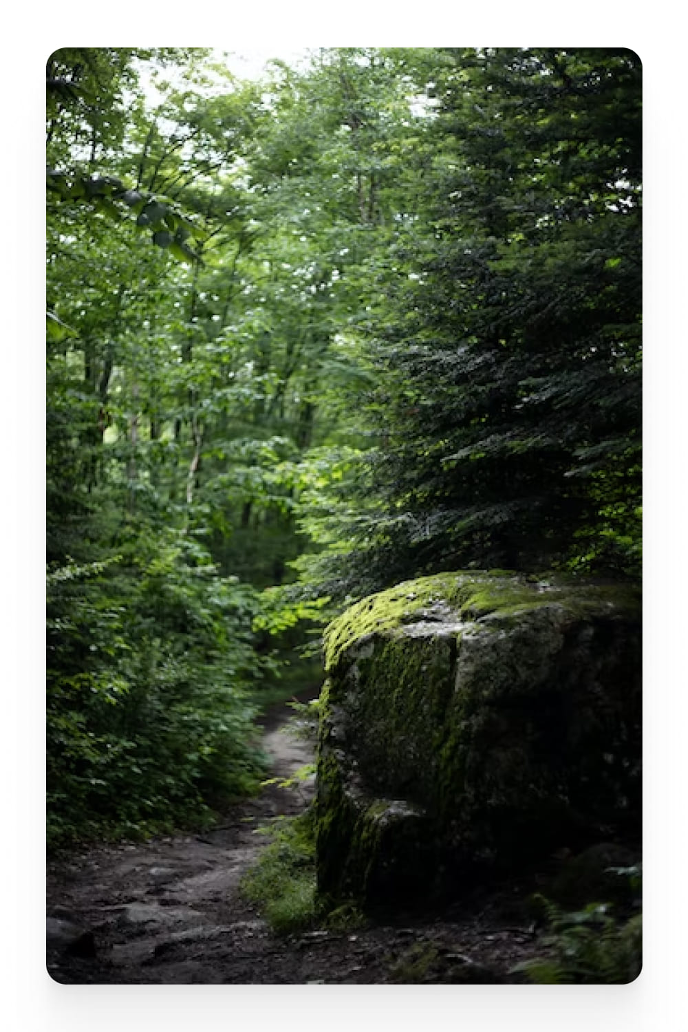 Photo of a path in the forest and a large stone.