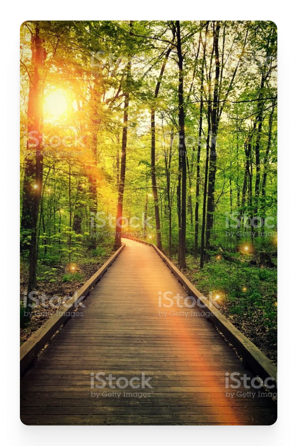 Photo of a wooden walkway in the forest.
